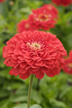 Load image into Gallery viewer, 100 Zinnia "Coral Beauty" Flower Seeds