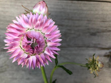 Load image into Gallery viewer, 100 "Blushing Bride" Silver Rose Strawflower Flower Seeds