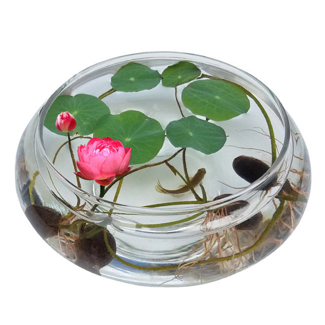 water plant seeds for sale Bonsai Pink Water Lily Kit / Pink Lotus Flower Seeds