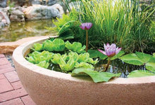 Load image into Gallery viewer, Bonsai Pink Water Lily Kit / Pink Lotus Flower Seeds