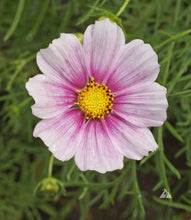 Load image into Gallery viewer, 300 Daydream Blush Cosmos Flower Seeds