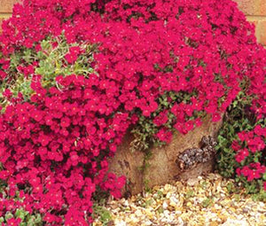 50 Aubrieta Cascade Red Flower Seeds