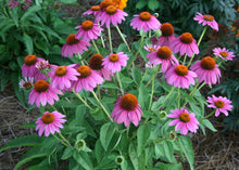 Load image into Gallery viewer, 300 Purple Coneflower Seeds