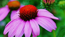 Load image into Gallery viewer, 300 Purple Coneflower Seeds