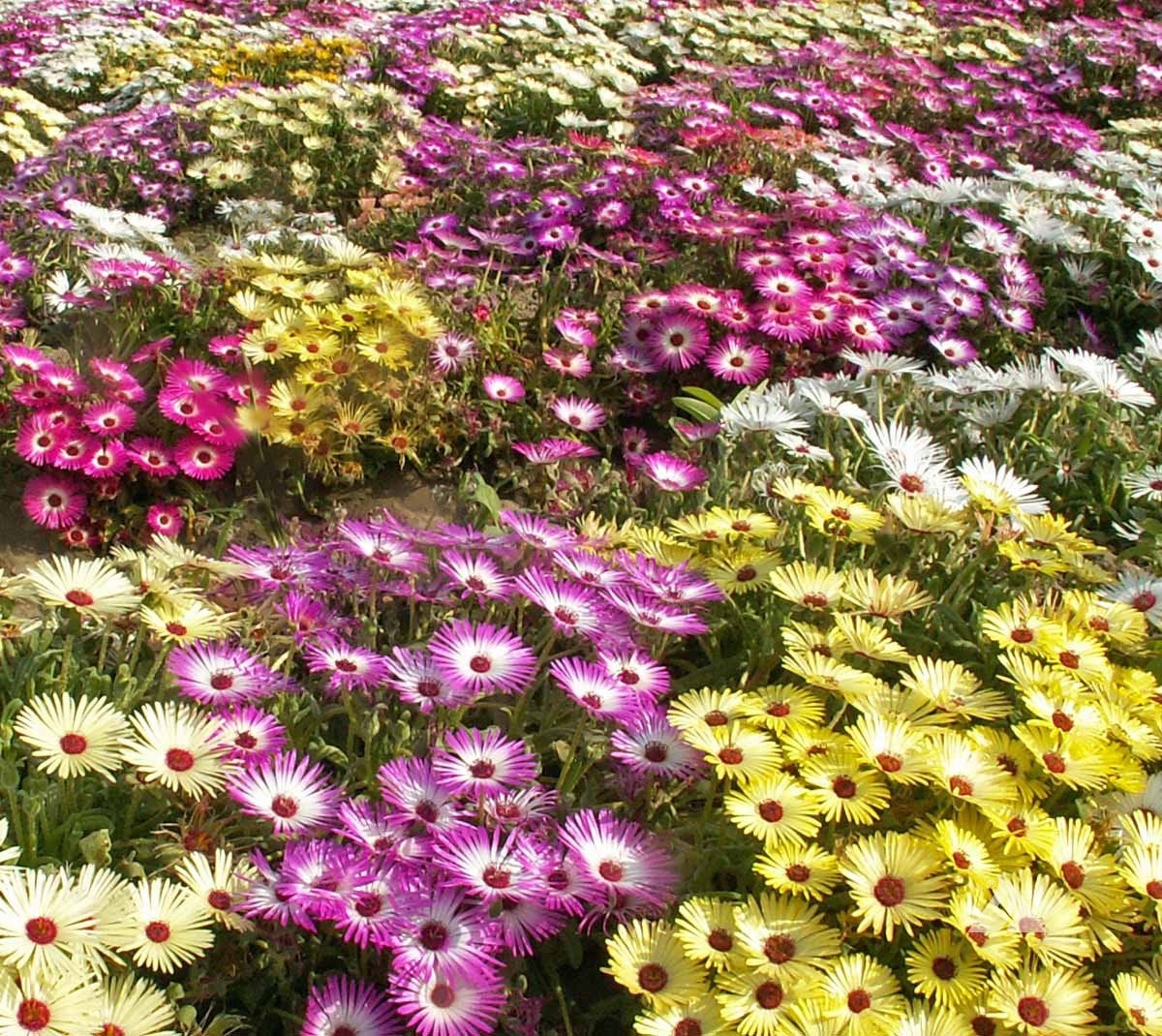 ice plant flower seeds 400 Ice Plant Mixed Color Flower Seeds