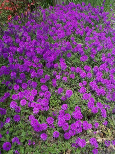 500+ Purple Moss Verbena Flower Seeds