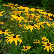 Load image into Gallery viewer, 3000+ Black Eyed Susan Rudbeckia Flower Seeds
