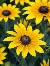 Load image into Gallery viewer, 3000+ Black Eyed Susan Rudbeckia Flower Seeds