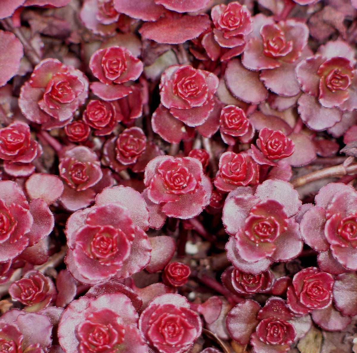 100 Red Dragon's Blood Sedum Succulent Seeds – New Hill Farms
