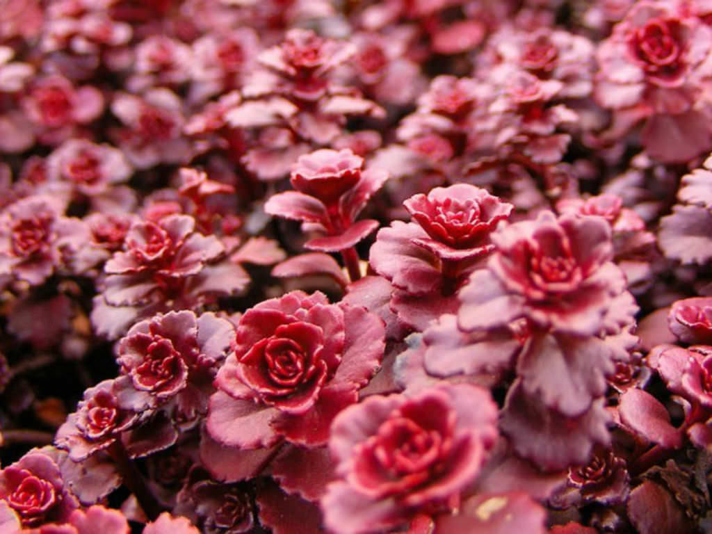 red dragon flower succulent 100 Red Dragon's Blood Sedum Succulent Seeds