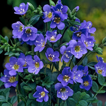 Load image into Gallery viewer, 50 Blue Jacobs Ladder Flower Seeds