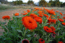 Load image into Gallery viewer, 50 Calendula Neon Flower Seeds
