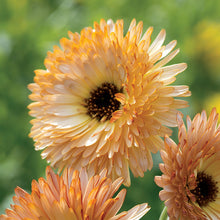 Load image into Gallery viewer, 50 Calendula Orange Flash Flower Seeds