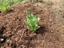 Load image into Gallery viewer, 500 Black Double Peony Poppy Flower Seeds