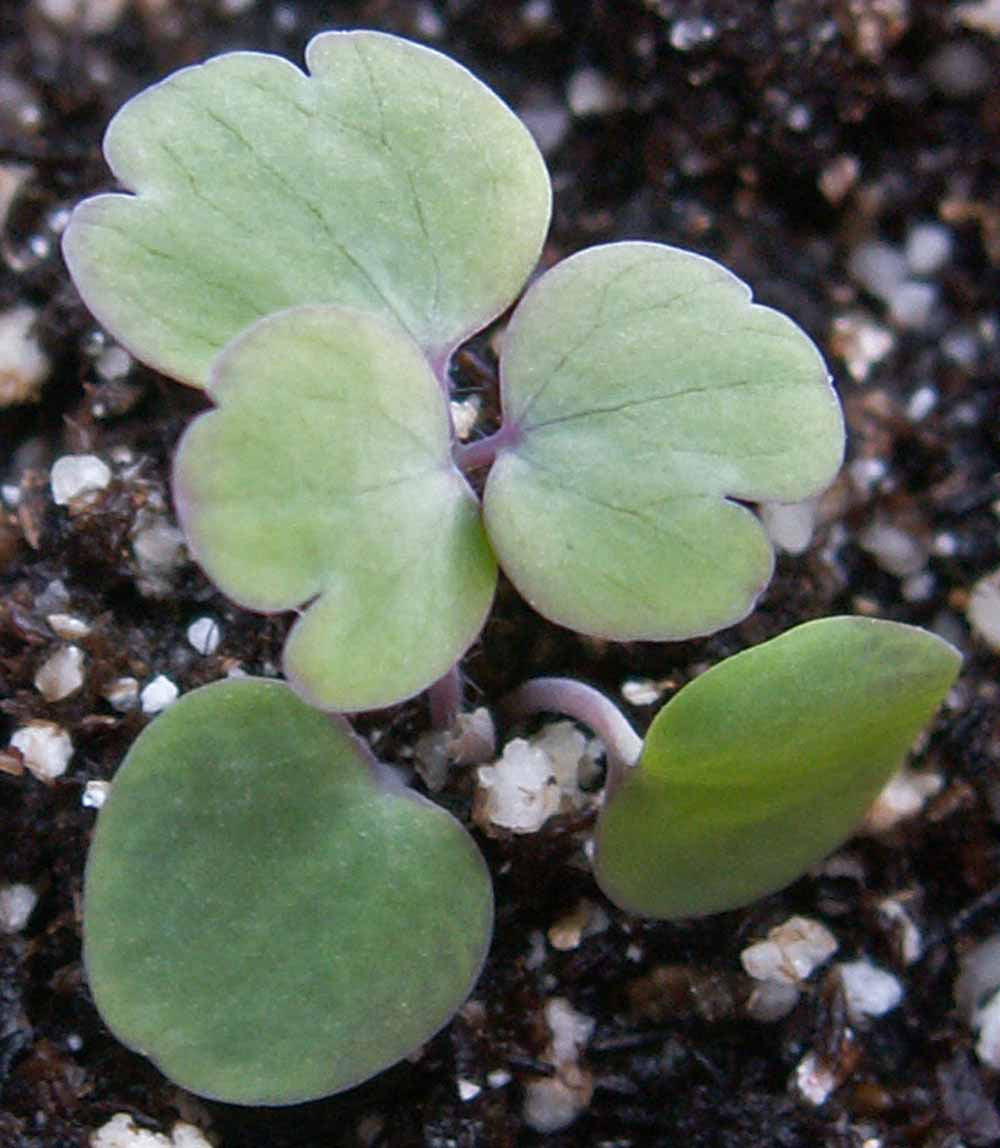 columbine flower seed germination 200 Dwarf Columbine Mixed Color Flower Seeds – New Hill Farms