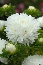 Load image into Gallery viewer, 50 Duchess Peony White Aster Flower Seeds