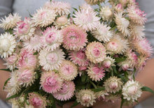 Load image into Gallery viewer, 100 "Blushing Bride" Silver Rose Strawflower Flower Seeds