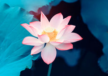 Load image into Gallery viewer, Bonsai Pink Water Lily Kit / Pink Lotus Flower Seeds