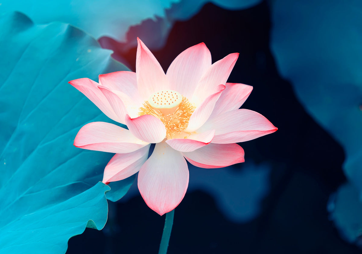 Bonsai Pink Water Lily Kit / Pink Lotus Flower Seeds – New Hill Farms