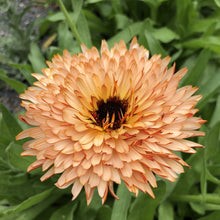 Load image into Gallery viewer, 50 Calendula Orange Flash Flower Seeds