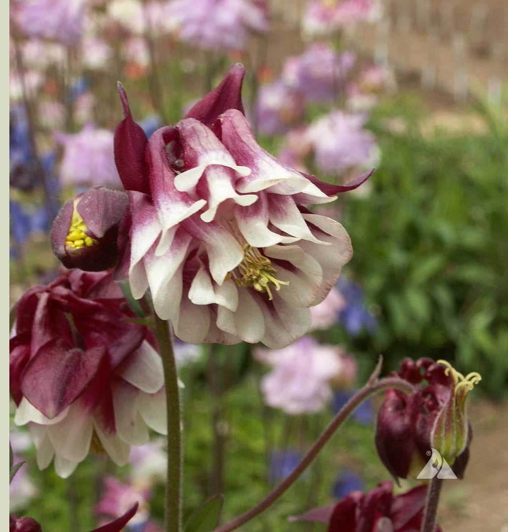 columbine flower seed Flower Columbine Dwarf Mix 200 Non-GMO, Heirloom Seeds