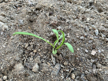 Load image into Gallery viewer, 50 Gazania Flower Seeds