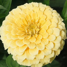 Load image into Gallery viewer, 100 "Lemon Meringue" Zinnia Flower Seeds