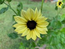 Load image into Gallery viewer, 50 Italian White Sunflower Seeds