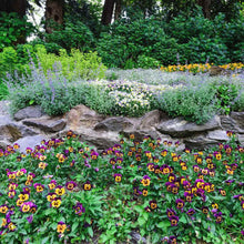 Load image into Gallery viewer, 200 Johnny Jump Up Viola Flower Seeds