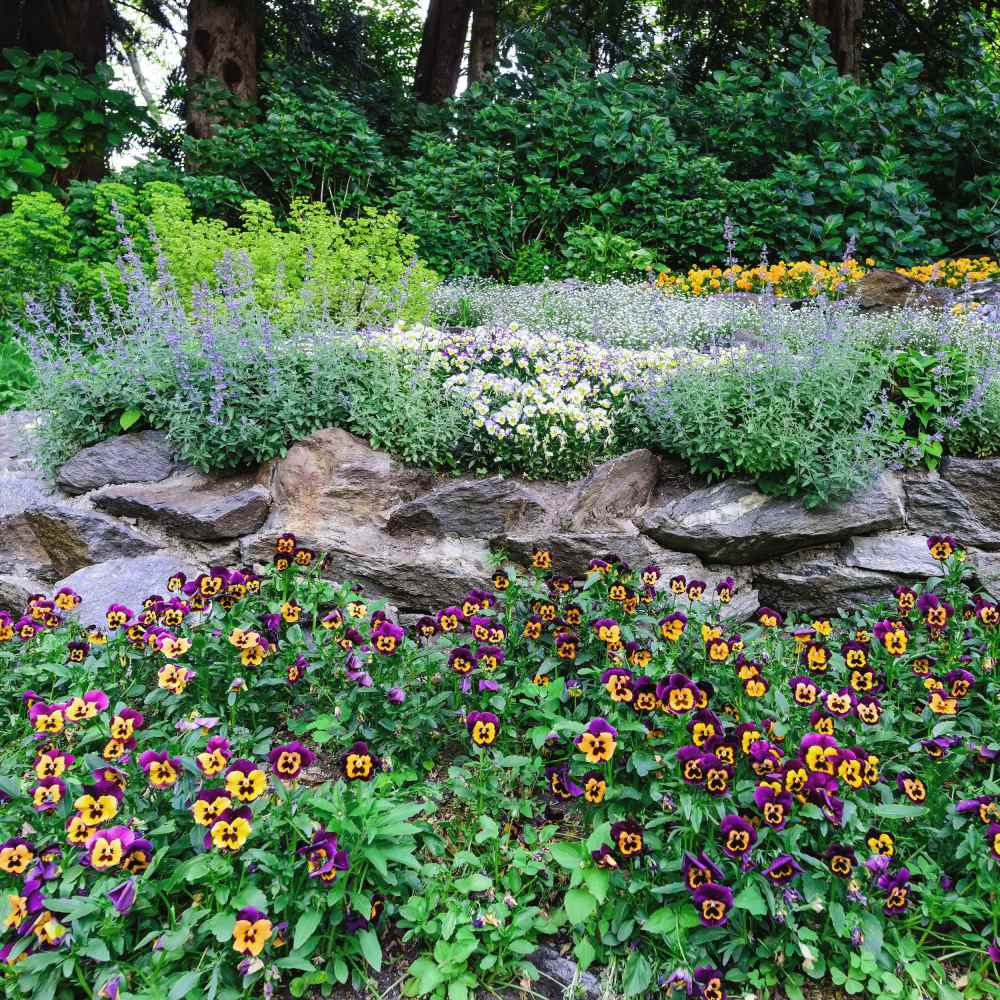 viola plant seeds 400 Johnny Jump Up Viola Flower Seeds – New Hill Farms