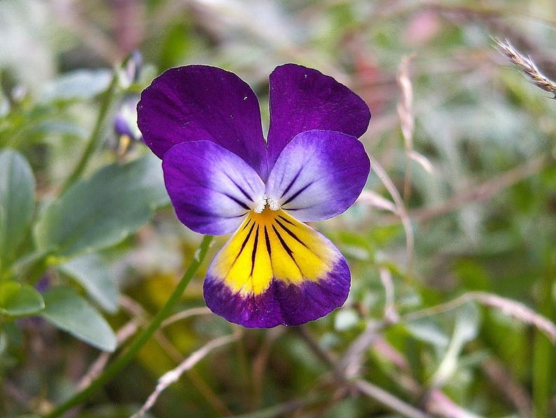 planting johnny jump up seeds 400 Johnny Jump Up Viola Flower Seeds