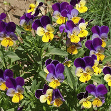 Load image into Gallery viewer, 200 Johnny Jump Up Viola Flower Seeds