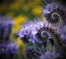 Load image into Gallery viewer, 200 Lacy Phacelia Flower Seeds