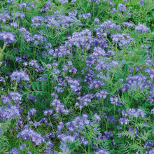 Load image into Gallery viewer, 200 Lacy Phacelia Flower Seeds