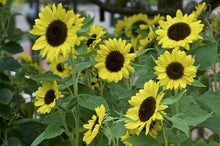 Load image into Gallery viewer, 30 Lemon Queen Sunflower Seeds