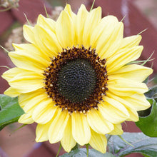 Load image into Gallery viewer, 30 Lemon Queen Sunflower Seeds