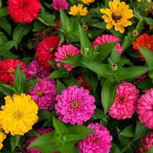Load image into Gallery viewer, 100 Small Lilliput Mixed Color Zinnia Flower Seeds