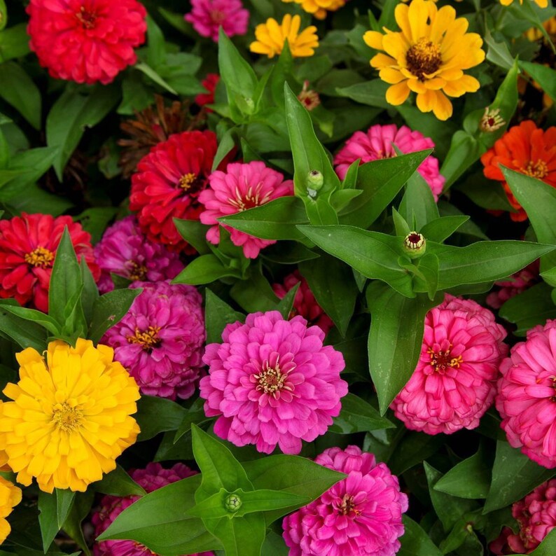 100 Small Lilliput Mixed Color Zinnia Flower Seeds – New