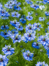 Load image into Gallery viewer, 400+ "Love in a Mist" Blue Nigella Flower Seeds