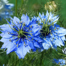 Load image into Gallery viewer, 400+ "Love in a Mist" Blue Nigella Flower Seeds
