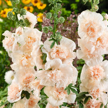 Load image into Gallery viewer, 25 Majorette Blush Dwarf Hollyhock Flower Seeds