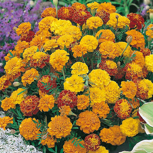 marie gold flower seeds 300 Dwarf French Marigold Flower Seeds