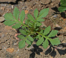 Load image into Gallery viewer, 200 Dwarf French Marigold Flower Seeds