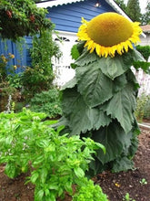 Load image into Gallery viewer, 20 Mongolian Giant Sunflower Seeds