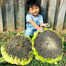 Load image into Gallery viewer, 20 Mongolian Giant Sunflower Seeds