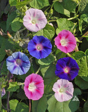 Load image into Gallery viewer, 50 Mixed Color Morning Glory Flower Seeds