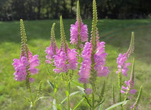 Load image into Gallery viewer, 50 Obedient Plant Flower Seeds