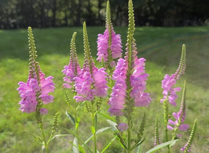 obedient plant seed germination 50 Obedient Plant Flower Seeds