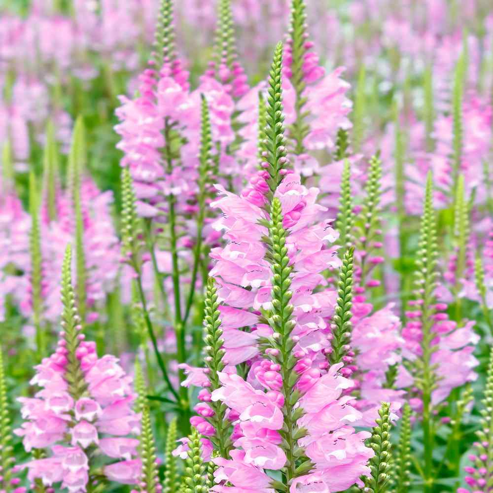 obedient plant seed germination 50 Obedient Plant Flower Seeds