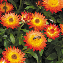 Load image into Gallery viewer, 100 Orange Strawflower Flower Seeds